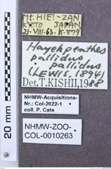 Etiketten zu Thilmanus obscurus (NHMW-ZOO-COL-0010263)